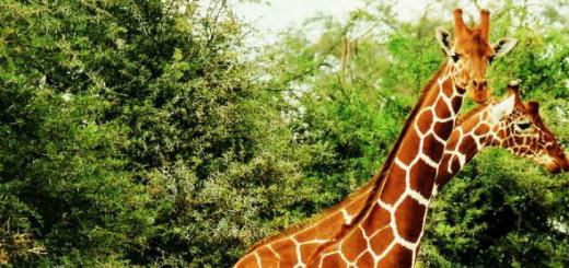 Все о жирафе: удивительные факты о животном Информация про жирафа из африки