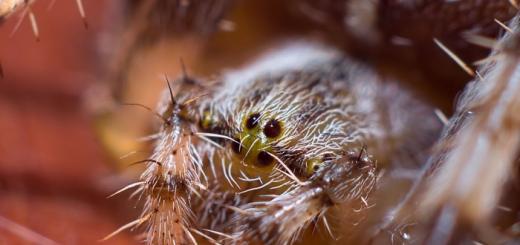 Крестовик обыкновенный (паук): описание, среда обитания Внешнее строение паука крестовика рисунок